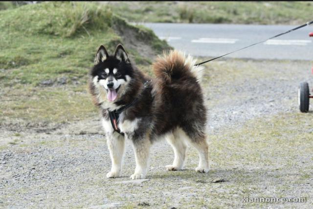 Donne mon chien pomsky contre de bon soin 