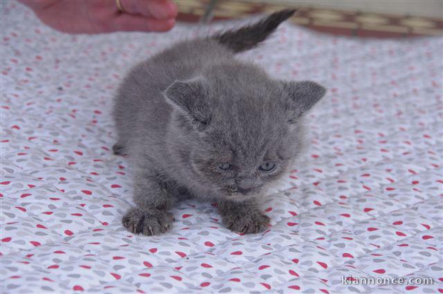 Chatons Scottish Fold