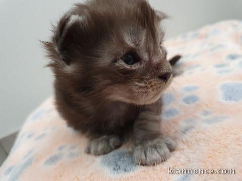 Chaton Maine Coon adorable