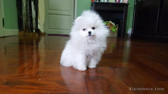 Magnifique chiots spitz nain d\