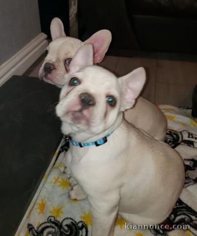 Très Belle Chiot Bouledogue Français