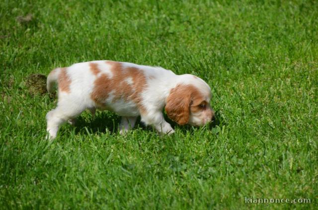 Chiots Cocker Spaniel Anglais adorable