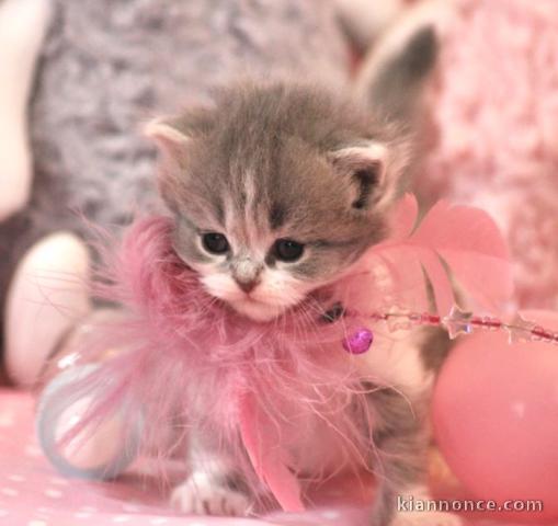 Chatons Scottish Fold