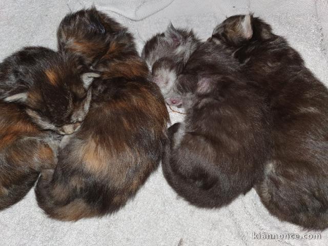 Chaton Maine Coon adorable