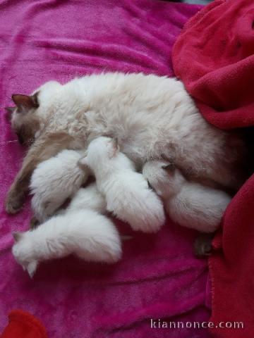 Chatons Ragdoll tres adorable