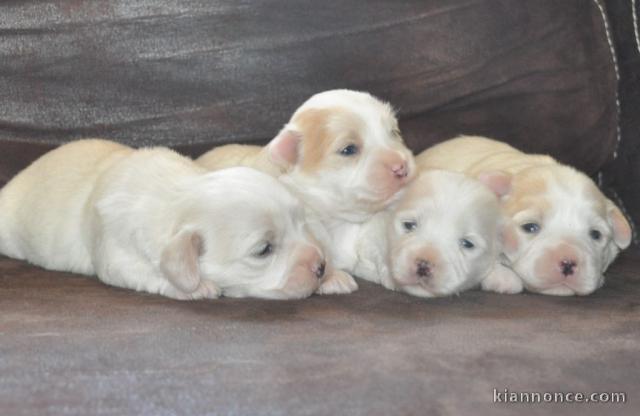 Chiots Coton de Tulear