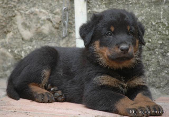 Chiots Berger de Beauce