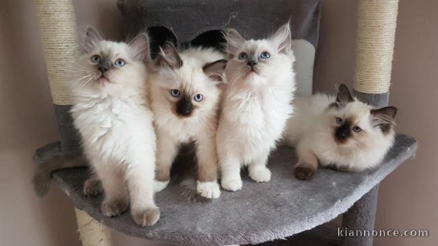 Chatons Ragdoll disponible de suite