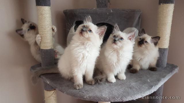 Chatons Ragdoll disponible de suite