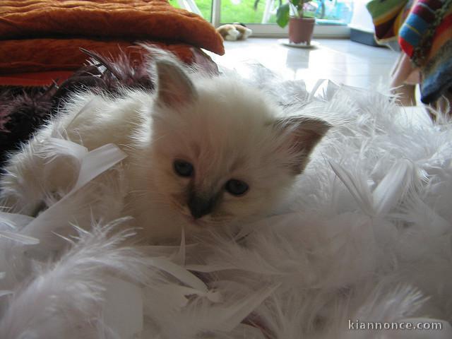 Chatons Sacré de Birmanie a donner