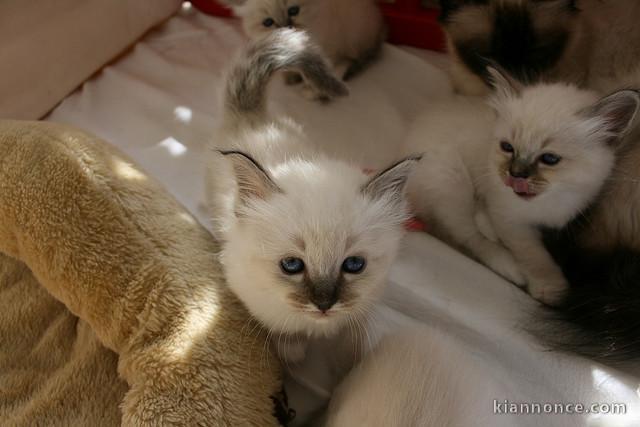 Chatons Sacré de Birmanie a donner