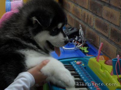 Chiots husky sibérien recherche