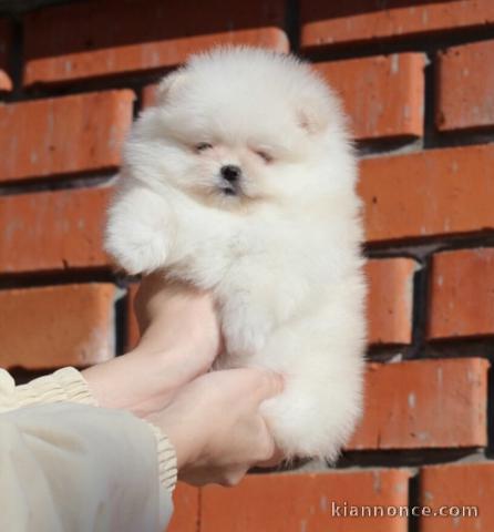 Chiots spitz nain lof 