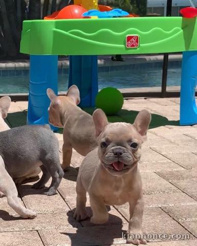 chiots bouledogue français 