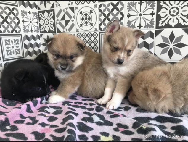  Chiots pomsky disponible 