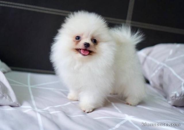 Adorable chiots spitz nain lof