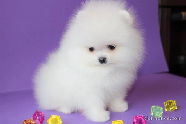 formidable  chiots spitz nain lof