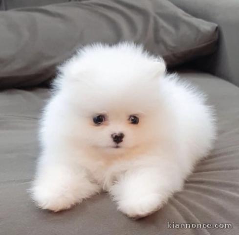 Magnifique chiots spitz nain lof