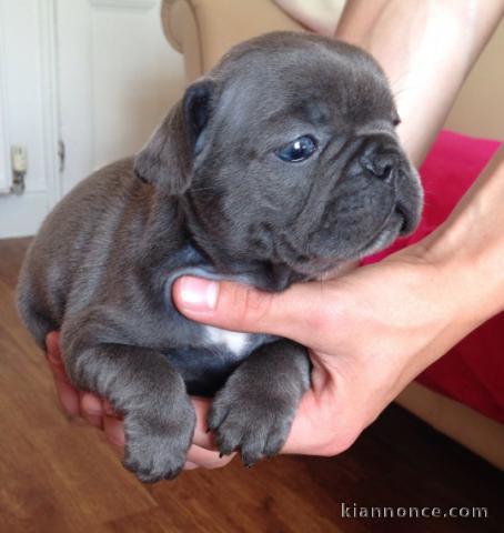 Disponible de suite Chiots Bouledogues français