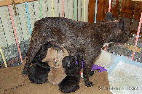 Disponible de suite Chiots Bouledogues français