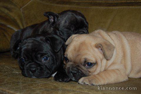 Disponible de suite Chiots Bouledogues français