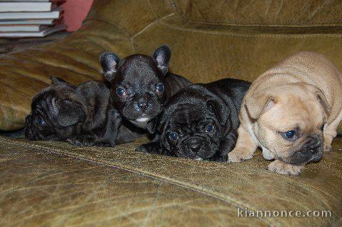 Disponible de suite Chiots Bouledogues français