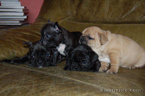 Disponible de suite Chiots Bouledogues français