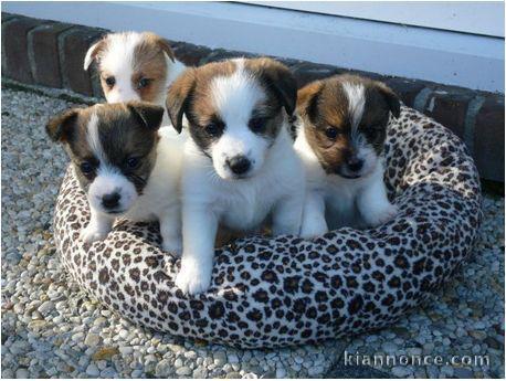 Chiots jack russell non lof