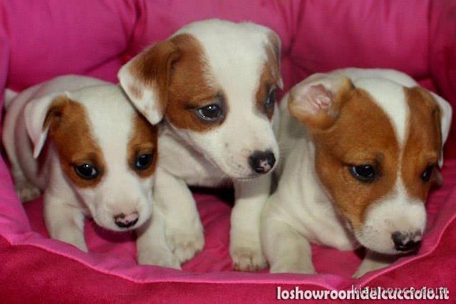 Chiots jack russell non lof