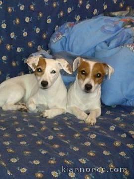 Chiots jack russell non lof