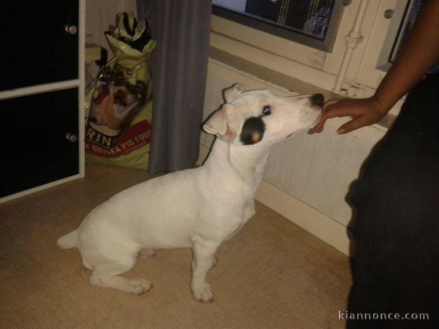 Chiots jack russell non lof