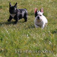 Magnifiques chiots bouledogues français