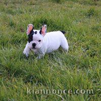 Disponible de suite Chiots Bouledogues français