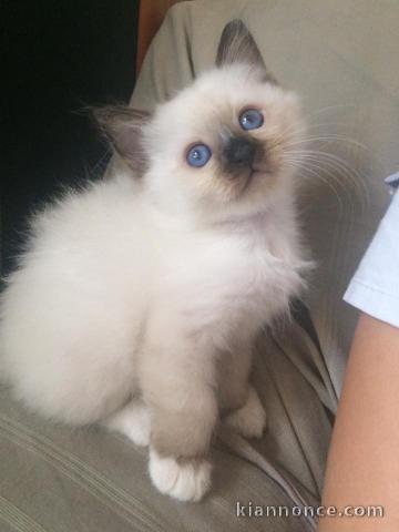 Adorable chatons Sacré de birmanie