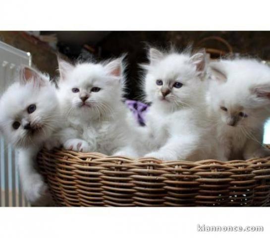 Adorable chatons Sacré de birmanie