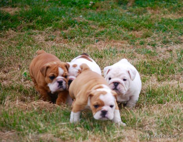 Disponible de suite Chiots Bouledogues anglais