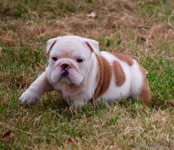 Disponible de suite Chiots Bouledogues Anglais