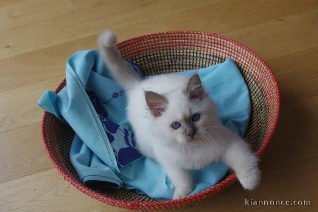 Disponible de suite Chatons Sacré Birmanie