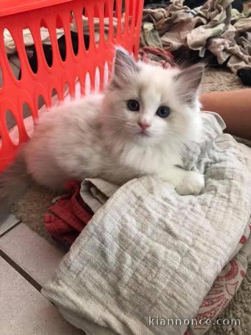 Disponible maintenant  Chatons Ragdoll