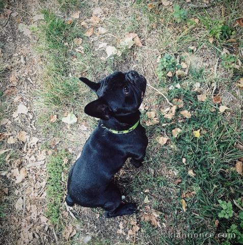  Chiots Bouledogue francais