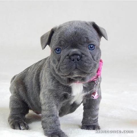 Adorables Bouledogue français