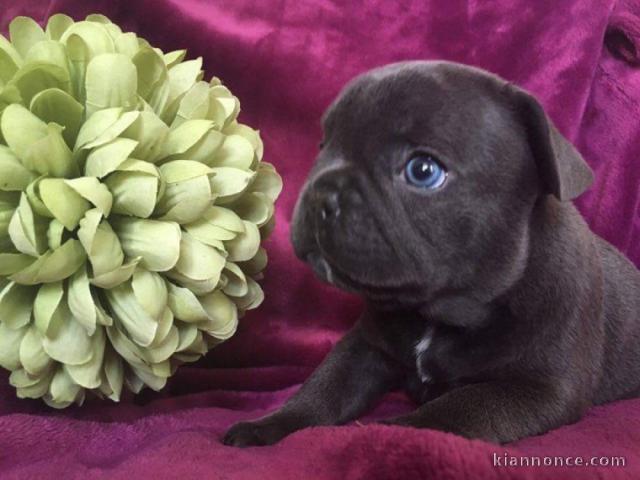 Disponible de suite Chiots Bouledogues français