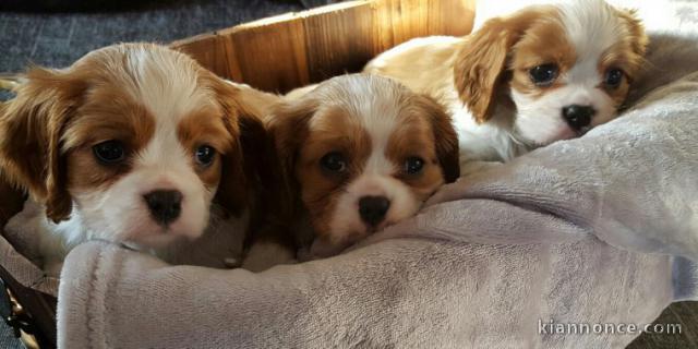 Disponible de suite Chiots Westies