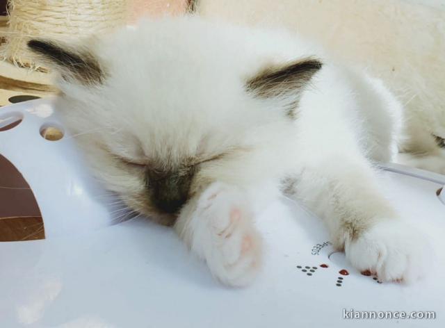 Chatons Ragdoll disponible 