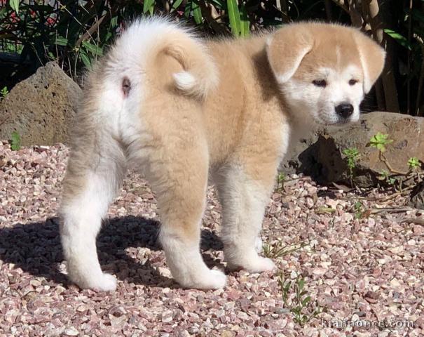 CHIOT AKITA ADORABLE pour l\