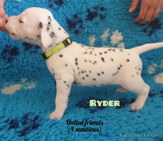   LE MEILLEUR DE CHIOT DALMATIEN POUR l\