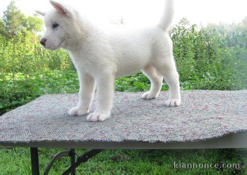 Chiots Akita pour bonne famille