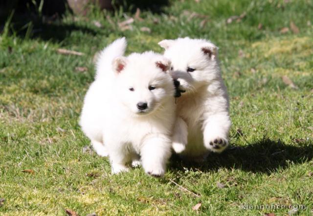 CHIOT BERGER BLANC SUISSE POUR L\