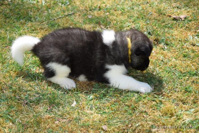 CHIOT AKITA AMERICAIN L\