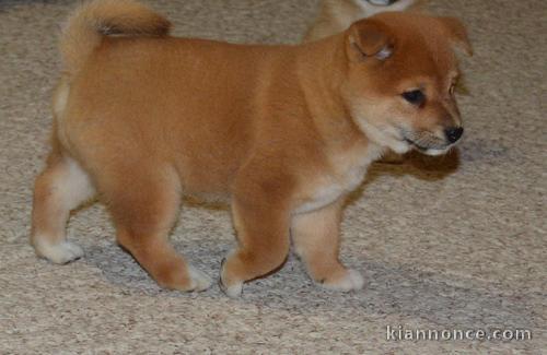 Chiots shiba inu pour bonne famille